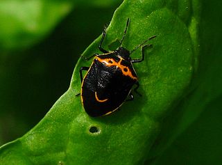 <i>Cosmopepla conspicillaris</i> Species of true bug