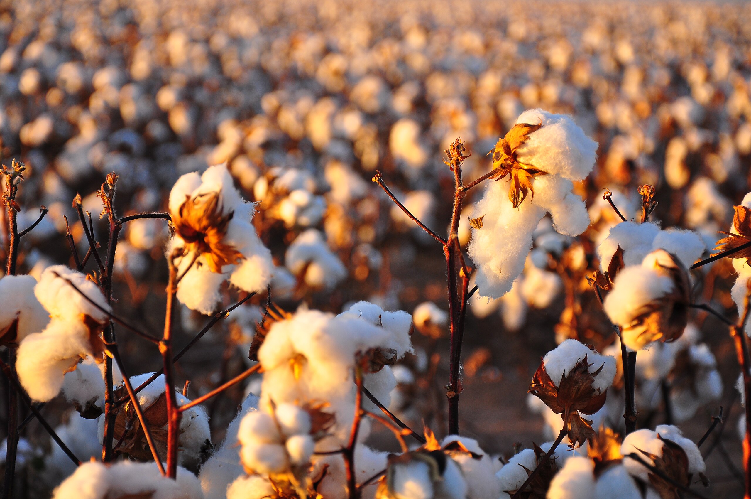 File:Cotton field kv17.jpg - Wikimedia Commons