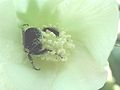 Bunga G. hirsutum dengan penyerbuk berupa seekor lebah dari genus bombus