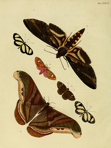 File:Cramer&Stoll-uitlandsche kapellen vol. 2- plate 126.jpg