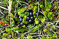 Black crowberries. Many of the plants in the national park are edible.