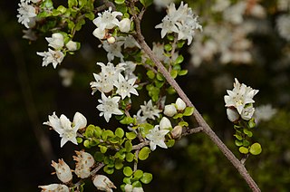 <i>Cryptandra orbicularis</i> Species of flowering plant