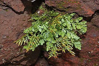 Cryptogramma acrostichoides