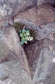 Spécimen de Saxifraga virginiensis dans une fissure de Talcott Mountain.