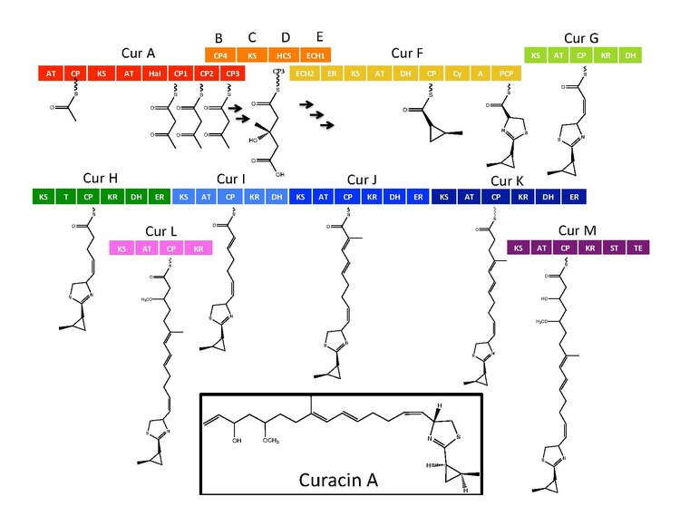 CuracinA Biosynthetic Pathway.pdf