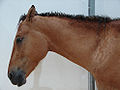 Gerader Kopf bei einem American Bashkir Curly Horse