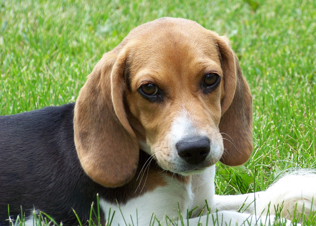 english beagle puppies