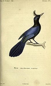 Cyanocorax sanblasianus.JPG