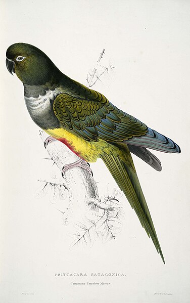 File:Cyanoliseus patagonus -Psittacara patagonica Patagonian Parrakeet-Maccaw -by Edward Lear 1812-1888.jpg