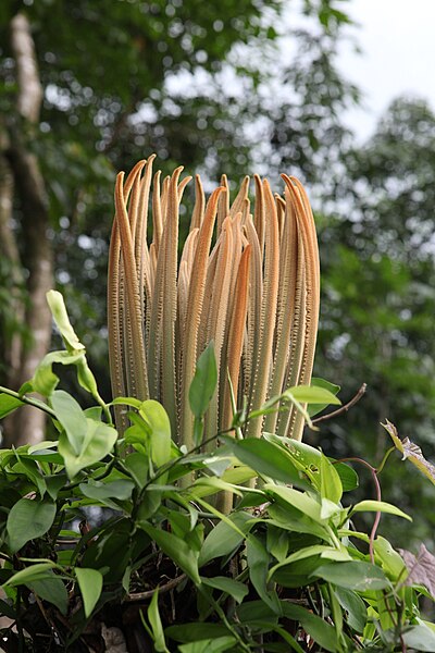 File:Cycas-ircinalis-Flower-from-Koovery.jpg