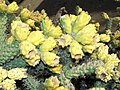 Cylindropuntia spinosior- 1. jpg