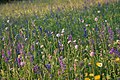 Dörzbach - blühende Streuobstwiesen am nördlichen Jagsthang - Blüten 2