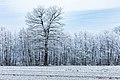 * Nomination Solitary tree with a row of trees on the Kiffertbach in the Dernekamp hamlet, Kirchspiel, Dülmen, North Rhine-Westphalia, Germany --XRay 06:33, 26 December 2021 (UTC) * Promotion  Support Good quality. --Tournasol7 07:56, 26 December 2021 (UTC)