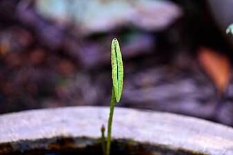 D85 3729 Lotus Photographed by Trisorn Triboon