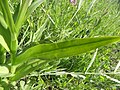 Dactylorhiza praetermissa