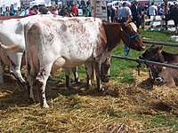 Dairy Shorthorn kráva v Tullamore Show.jpg