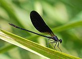 Male Calopteryx haemorrhoidalis (Calopterygidae) Copper Demoiselle