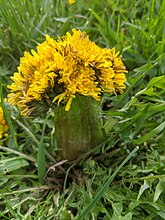 Pictured is common dandelion with multiple fully formed flower heads and a notably wide stem joined in fascination.