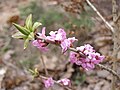 Näsiniin (Daphne mezereum)