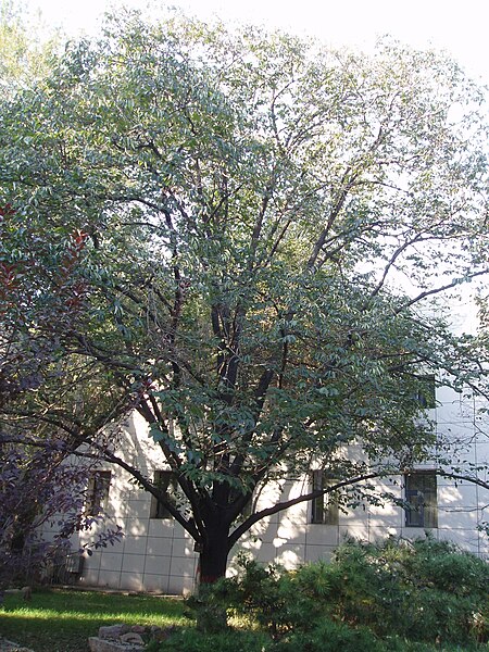 File:Date-plum tree.JPG