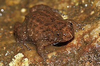 <i>Nyctibatrachus deccanensis</i> Species of frog