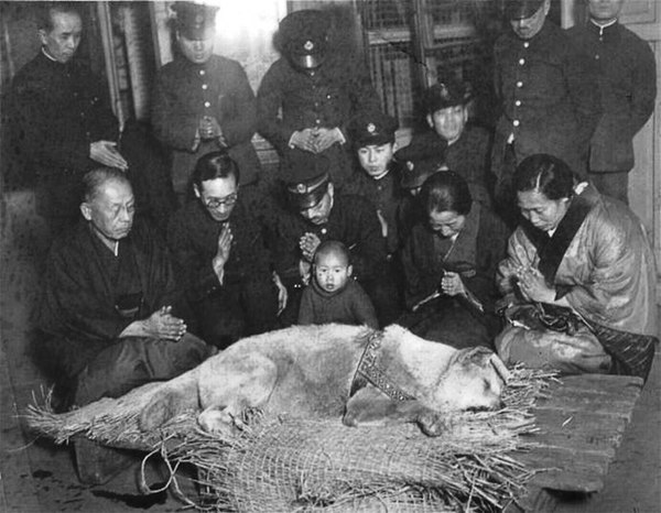 Last known photo of Hachikō – pictured with his owner's partner Yaeko Ueno (front row, second from right) and station staff in mourning in Tokyo on Ma