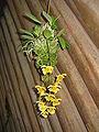 Dendrobium aggregatum