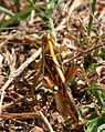 Desert Locust (Schistocerca gregaria) W IMG 3411.jpg