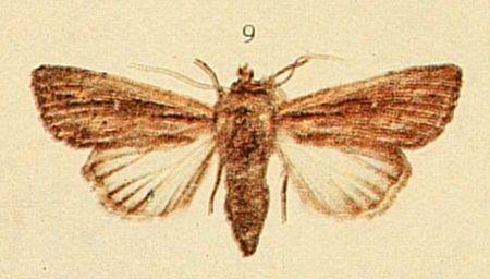 Fail:Devonshire Wainscot Moths of the British Isles.jpg