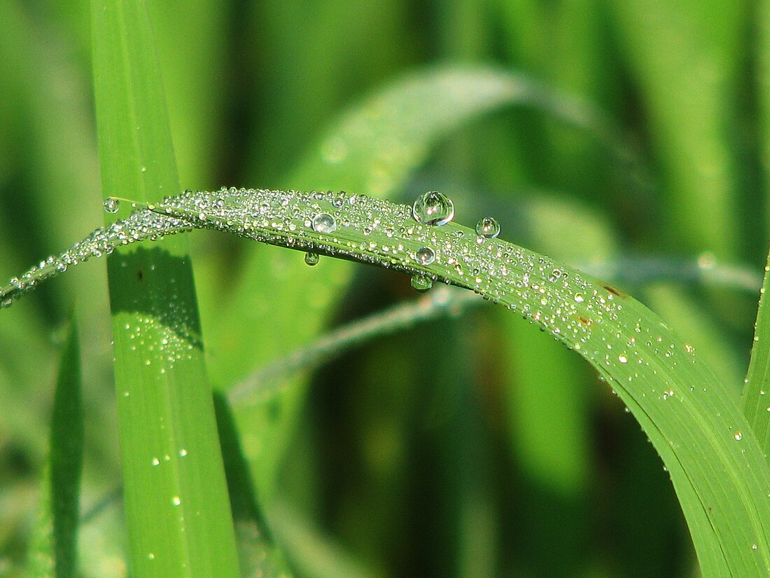 পৌষ