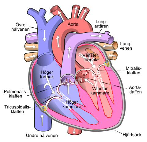 File:Diagram of the human heart (cropped)-sv.svg ...