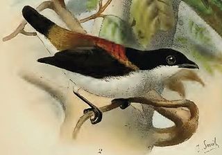 Cebu flowerpecker Species of bird