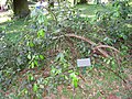 Diclidanthera elliptica - Jardim Botânico de São Paulo - IMG 0213.jpg