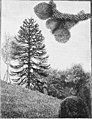 Die Gartenlaube (1897) b 428.jpg Die Araukarie im „Weinberg“ bei Walzenhausen