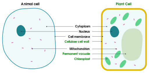 File:Differences between simple animal and plant cells (en).svg