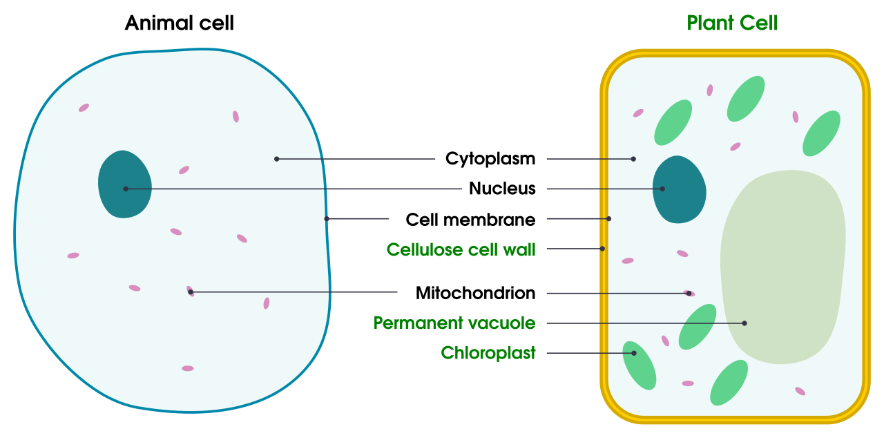 difference between plant and animal cells