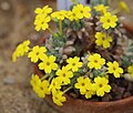 Dionysia leucotricha GotBot 2015 003.jpg