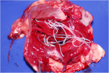 Adult heartworm in the right ventricle of the heart of a golden jackal Dirofilaria immitis.png