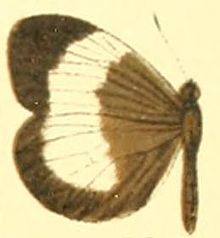 Dismorphia lysis female.JPG