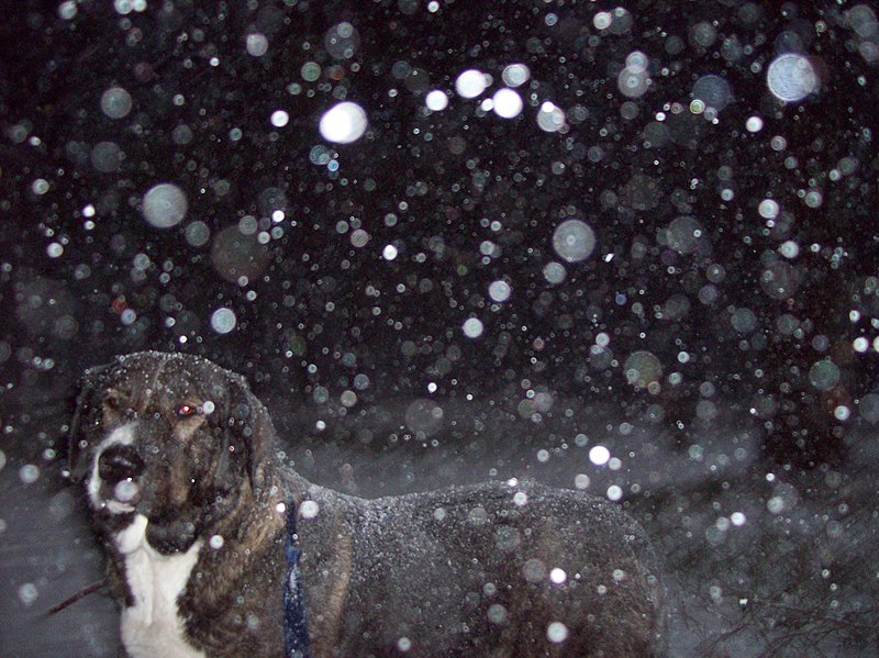 File:Dog in blizzard in Bulduri - panoramio.jpg