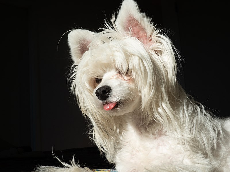 File:Dog sticking its tongue out a little bit (24044).jpg