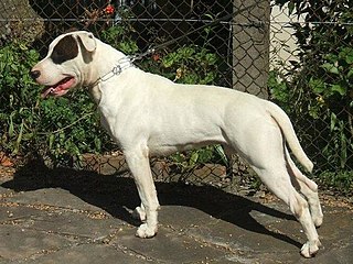 Brazilian Dogo Dog breed