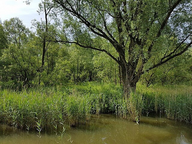 File:Doorgeschoten_griend_in_de_biesbosch.jpg