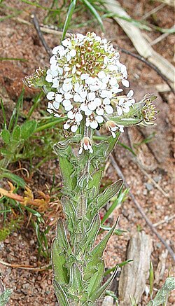 Downy Pepperwort (Lepidium heterophyllum) - geograph.org.uk - 1393693.jpg