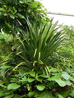 Описание изображения Dracaena umbraculifera Jacq.jpg.