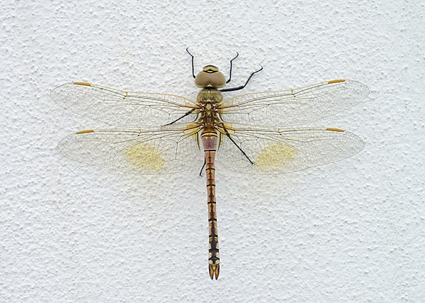 Female Vagrant Emperor