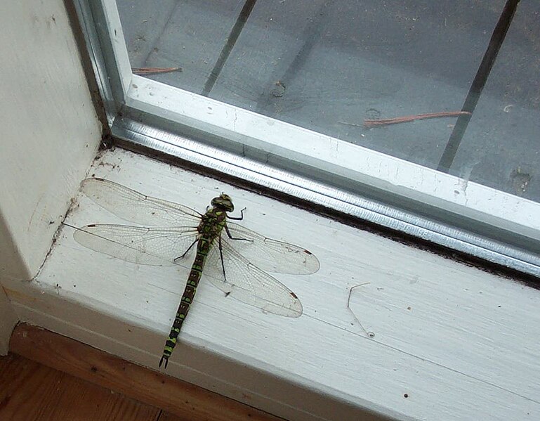 File:Dragonfly in Denmark.jpg