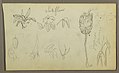 Drawing, Botanical Sketches, 1857 (CH 18202191).jpg
