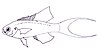 Drawing of Callanthias ruber.jpg