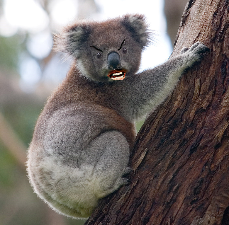 File:Drop bear.PNG - Wikipedia